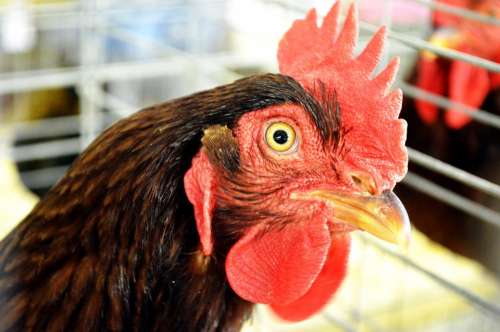 Rooster Chicken Male Cock Animal Chanticleer