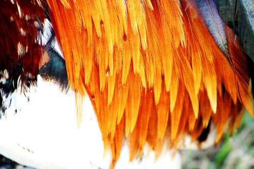 Rooster Feathers Hahn Feather Kauai Orange