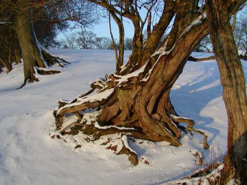 Root Rooted Winter Snow Cold Snow Magic Wintry