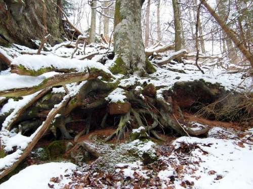 Root Winter Snow Forest Tree