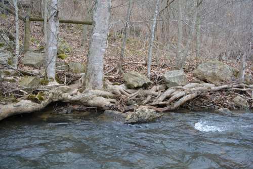 Root Stream Tree Bank Water Creek River Flow