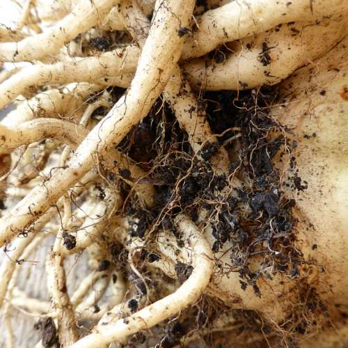 Root Tuber Earth Food Vegetables Celery
