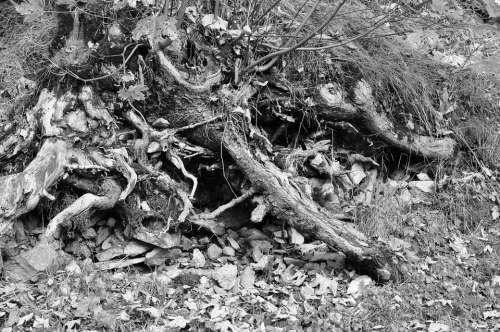 Root Stones Leaves Black And White