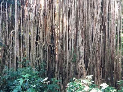 Roots Ficus Tree Forest Plant Tropical Trunk