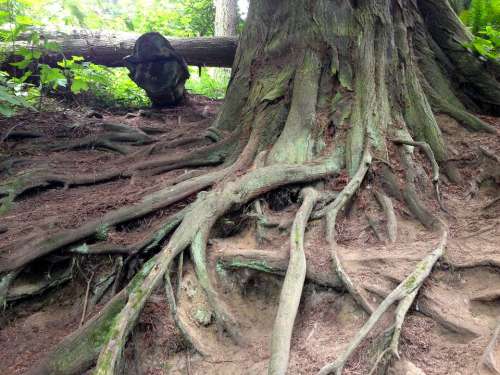 Roots Tree Rainforest Nature Root Green Forest