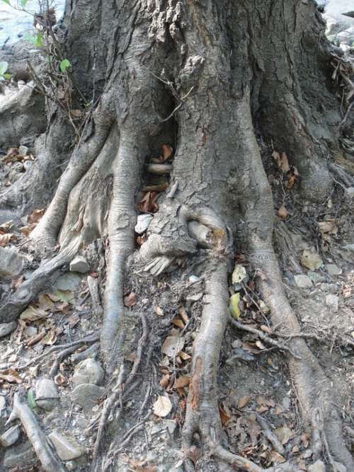 Roots Nature Tree