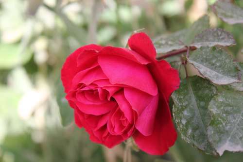 Rosa Love Flower