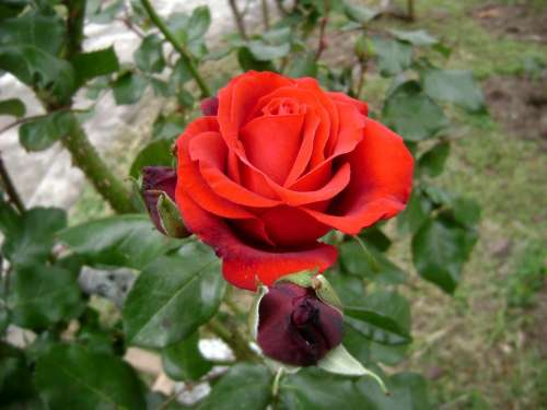 Rosa Scarlet Flower