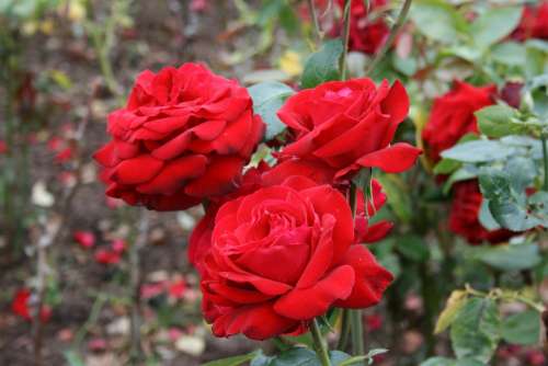 Rosa Red Rose Flower Red Beauty Romanticism