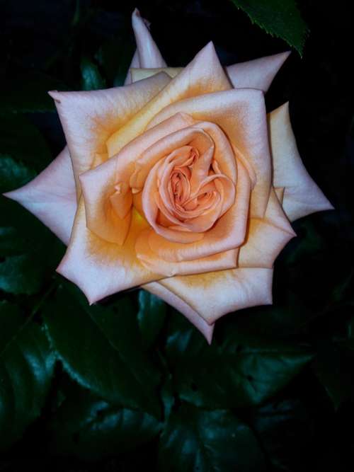 Rosa Roses Flower Garden
