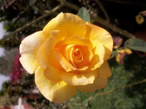 Rosa Yellow Flower Beauty Plant Garden Venezuela