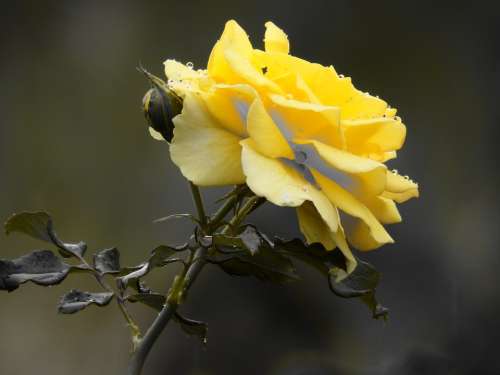 Rosa Flower Yellow Thorn Yellow Rose