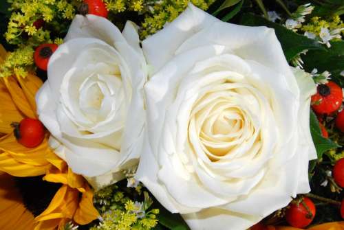 Rosa White Flower Charm Bloom Beauty