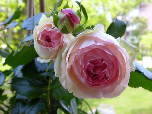 Rose Blossom Bloom Pink