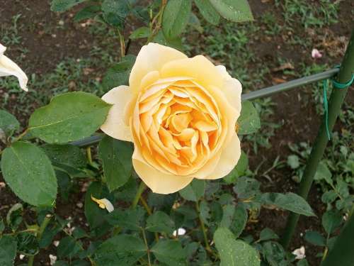 Rose Cream Color Rose Garden