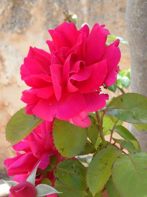 Rose Pink Flower Blossom Bloom Gaudy
