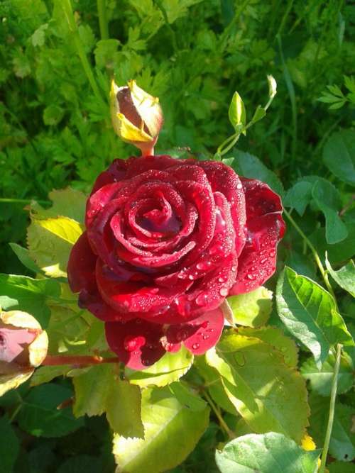 Rose Flower Red Rose Rose Blooms