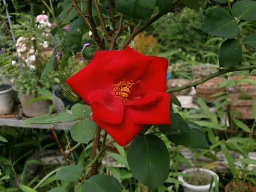 Rose Singlet Red Flowers Garden