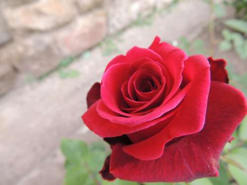 Rose Passion Love Feeling Red Romantic