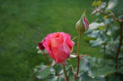Rose Rose Bloom Pink Flower Scent Of Roses Spring