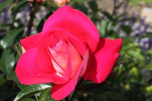 Rose Rose Blooms Red Rose Nature Flower