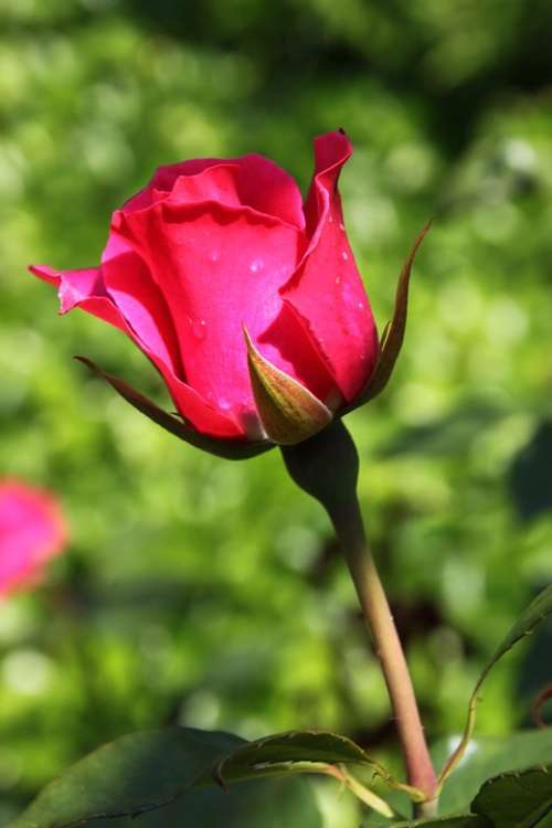 Rose Rose Blooms Red Rose Nature Flower