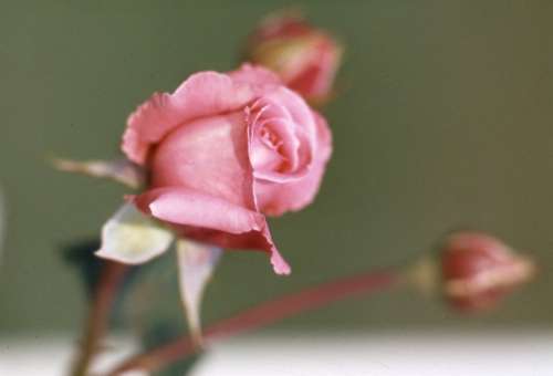 Rose Plant Blossom Bloom