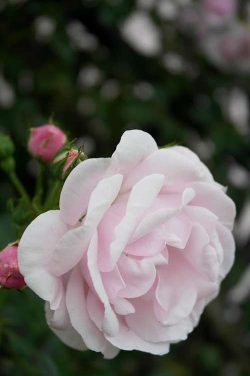 Rose Garden Flower Beauty Pink