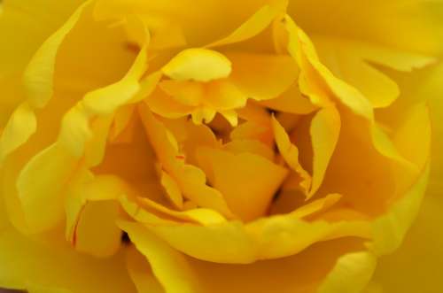 Rose Yellow Petals Spur Rose Bloom Fragrant