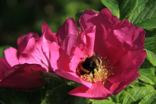 Rose Bumblebee Flower Red