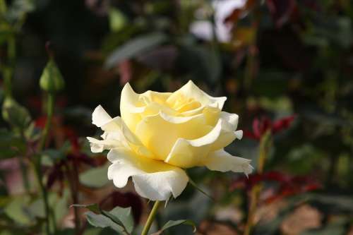 Rose Nature White Yellowish Flower Blossom Bloom