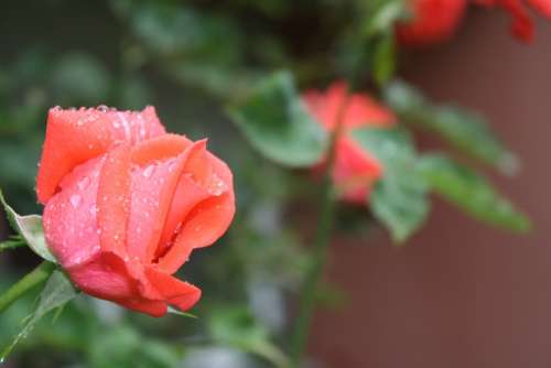 Rose Rain Fresh