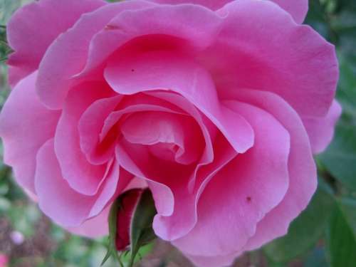 Rose Deep Pink Open Bloom Bud Petals Soft