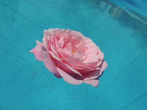 Rose Water Pink Flower Macro