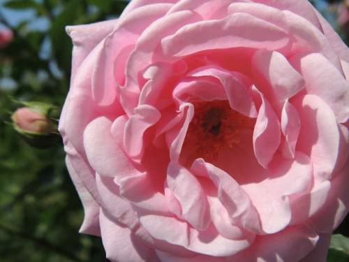 Rose Pink Grace Beauty Uniqueness