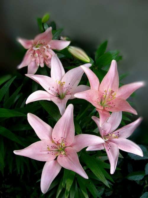 Rose Lilies Flower Plant Lily