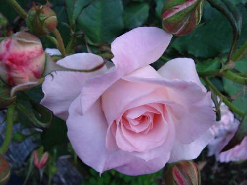 Rose Flowers Plant