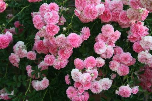 Rose Flowers Pink Blooms Massed Rambling Creeper