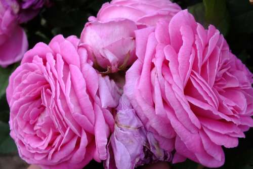 Rose Flower Pink