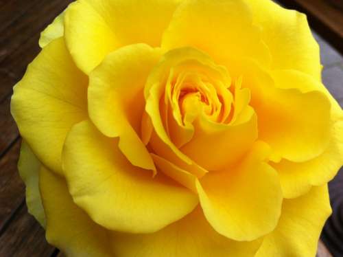 Rose Yellow Nature Rose Bloom Close Up Fragrance