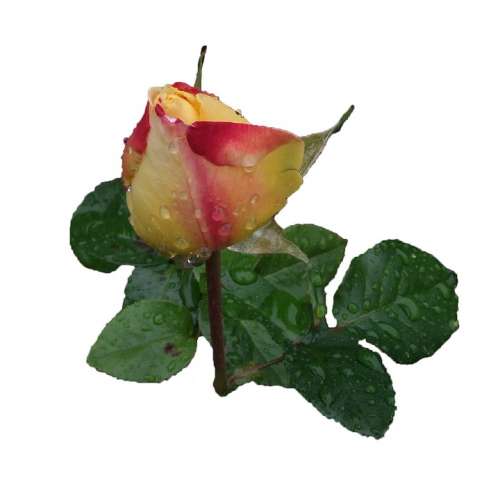 Rose Beauty Rosebud Raindrop Bud