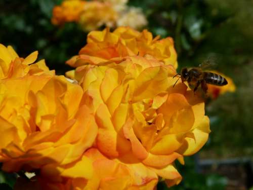 Rose Yellow Bee Nature Rose Garden Colorful Roses