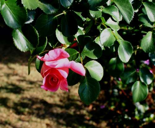 Rose Pink Bud Foliage Green Rambler Pretty