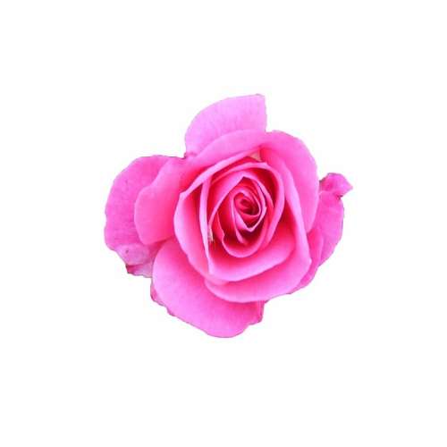 Rose Pink Blossom Bloom Motivational Cards Thorns
