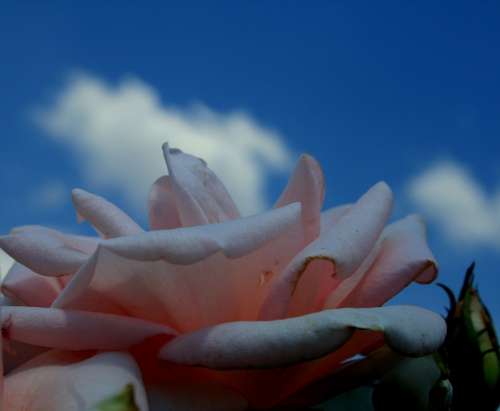 Rose Flower Bloom Petals Soft Curved Serene