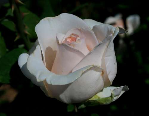 Rose Bloom Bud Flower White Pink Tint Shapely