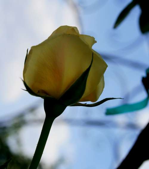 Rose Bloom Bud Flower Soft Yellow Light Open