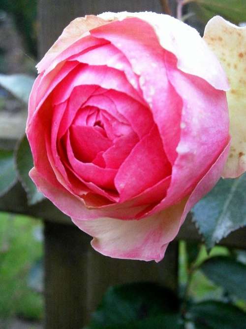Rose Roses Pink Light Pink White Tender Flower