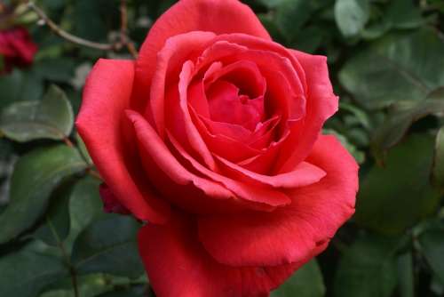 Rose Red Rose Blossom Bloom Fragrance Red
