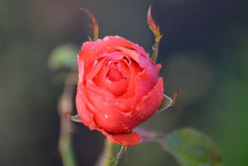 Rose Red Rose Flower Nature